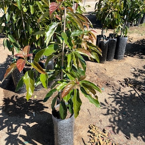 3 gallon Fuerte 4-5 ft -not exact plant-this is just a sample please message for photos-grafted not seed grown/fruiting size