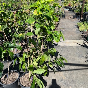 3-ft Coffee Bean Tree -Arabica Coffee Plant-