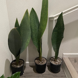 May include: Three potted snake plants with dark green, patterned leaves. The plants are in black plastic pots filled with soil. The leaves have a distinctive shape and pattern, adding a touch of nature to any indoor space.