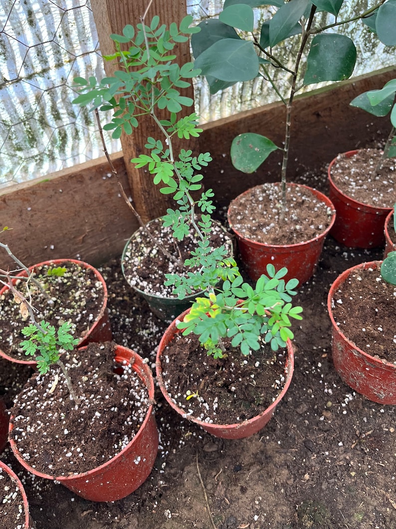PlantTipz Texas Ebony - Thumbnail 3