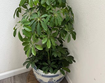 8 inch pot -3ft highl Green  Arboricola-Schefflera arboricola - similar to photo not exact -multiple plants in pot- ships in growers pot