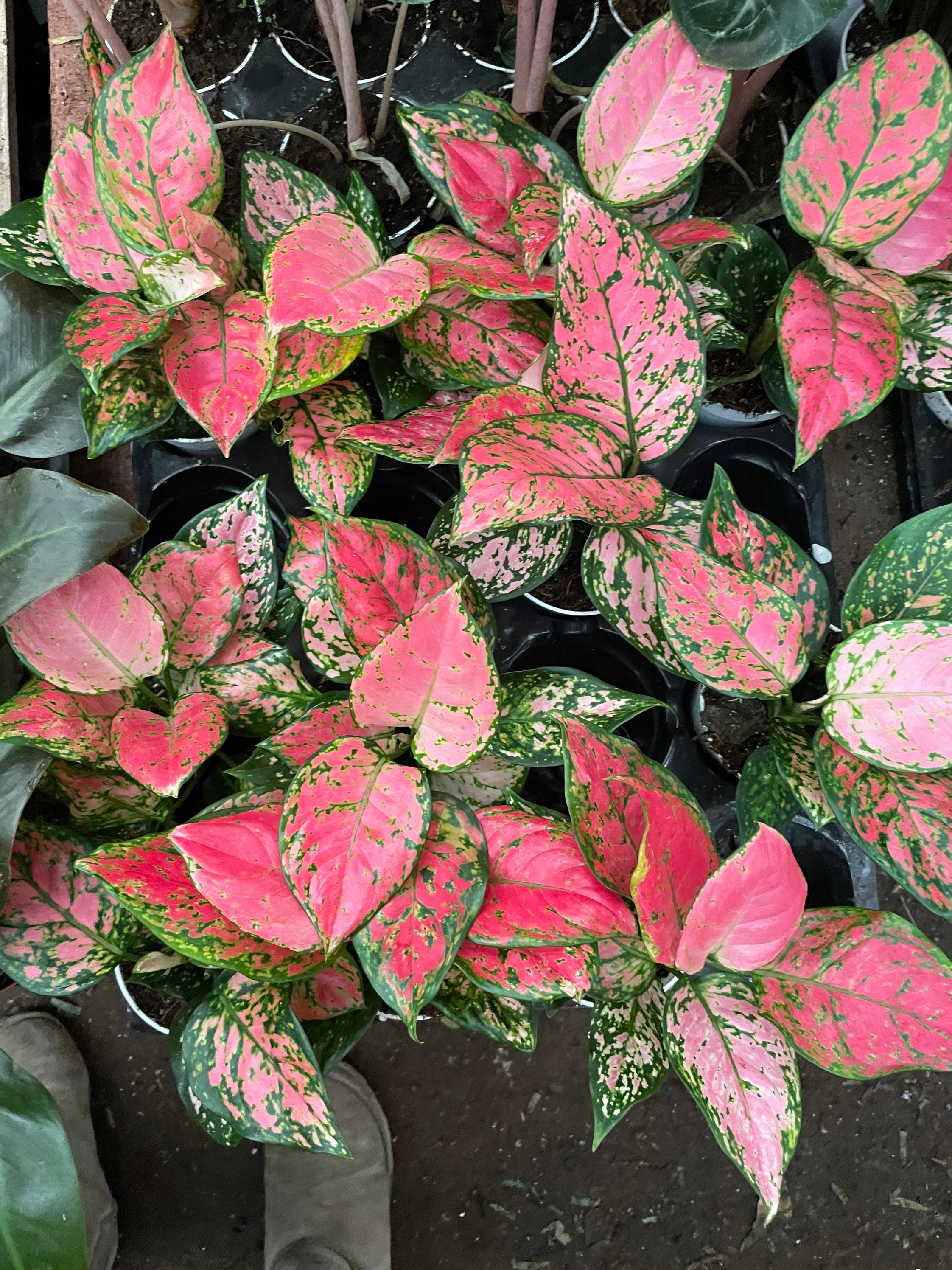 4 Inch -dark Pink Lady Valentine Aglaonema | Pink Splash