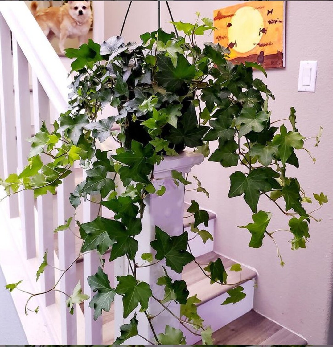 12ft Elegant Trailing Vineneedlepoint Ivy Live Plant, 6 Pot, Indoor