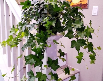 1-2ft Elegant Trailing Vine-Needlepoint Ivy  Live Plant, 6" Pot, Indoor/Outdoor Air Purifier