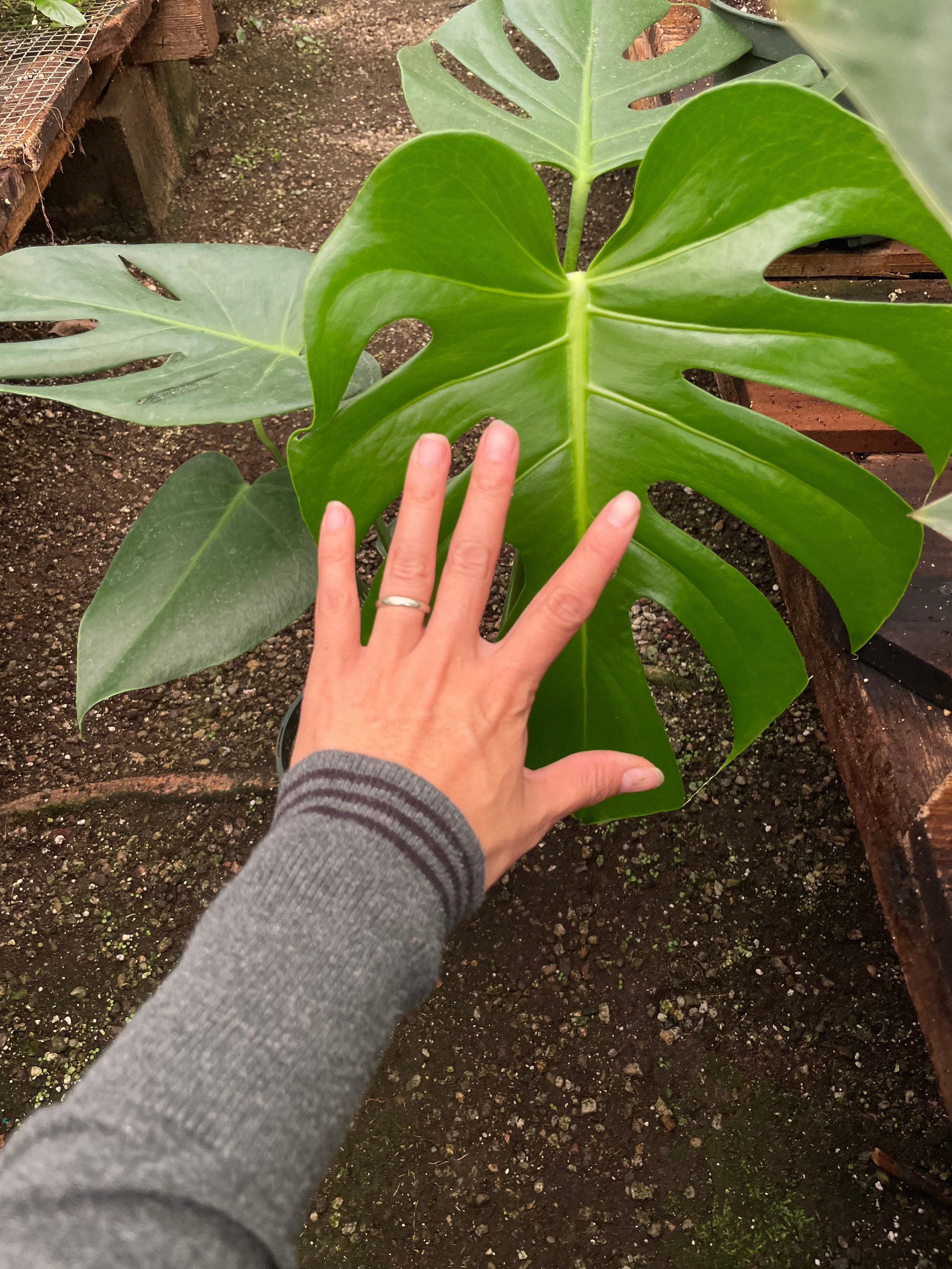 6 Inch Pot -giant Monstera Deliciosa -can Fruit When Mature and is ...