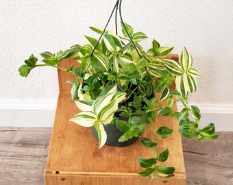 X Large 6 inch pot live plant -Tradescantia Fluminensis (Auereovariegata) yellow zebra