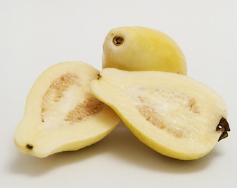 Guayaba blanca árabe XL de 1,5 m de altura - Aroma floral importado de Arabia Saudita, pulpa blanca amarillenta suave, muy dulce - Restricciones de envío al norte de California