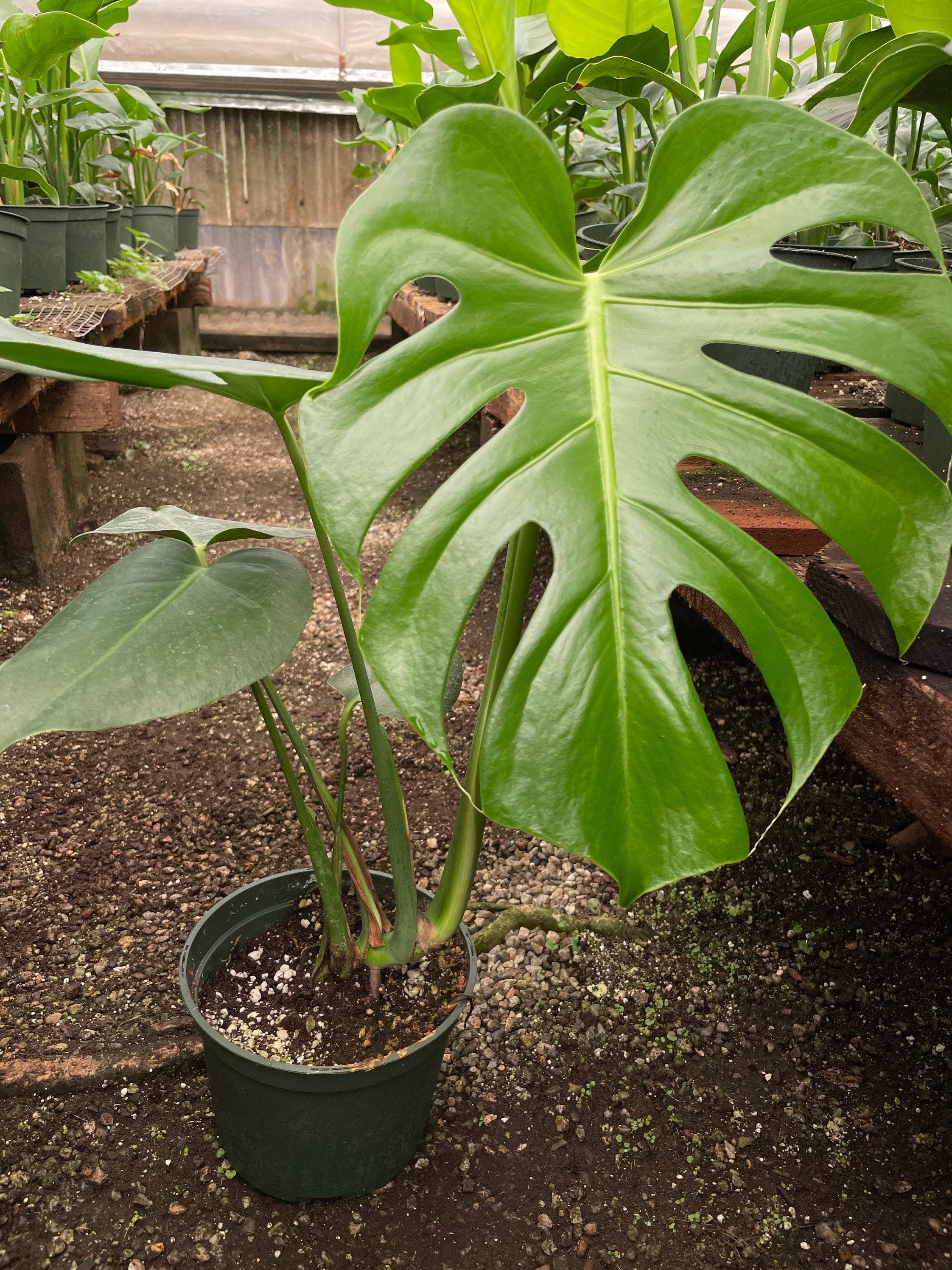 6 Inch Pot -giant Monstera Deliciosa -can Fruit When Mature and is ...