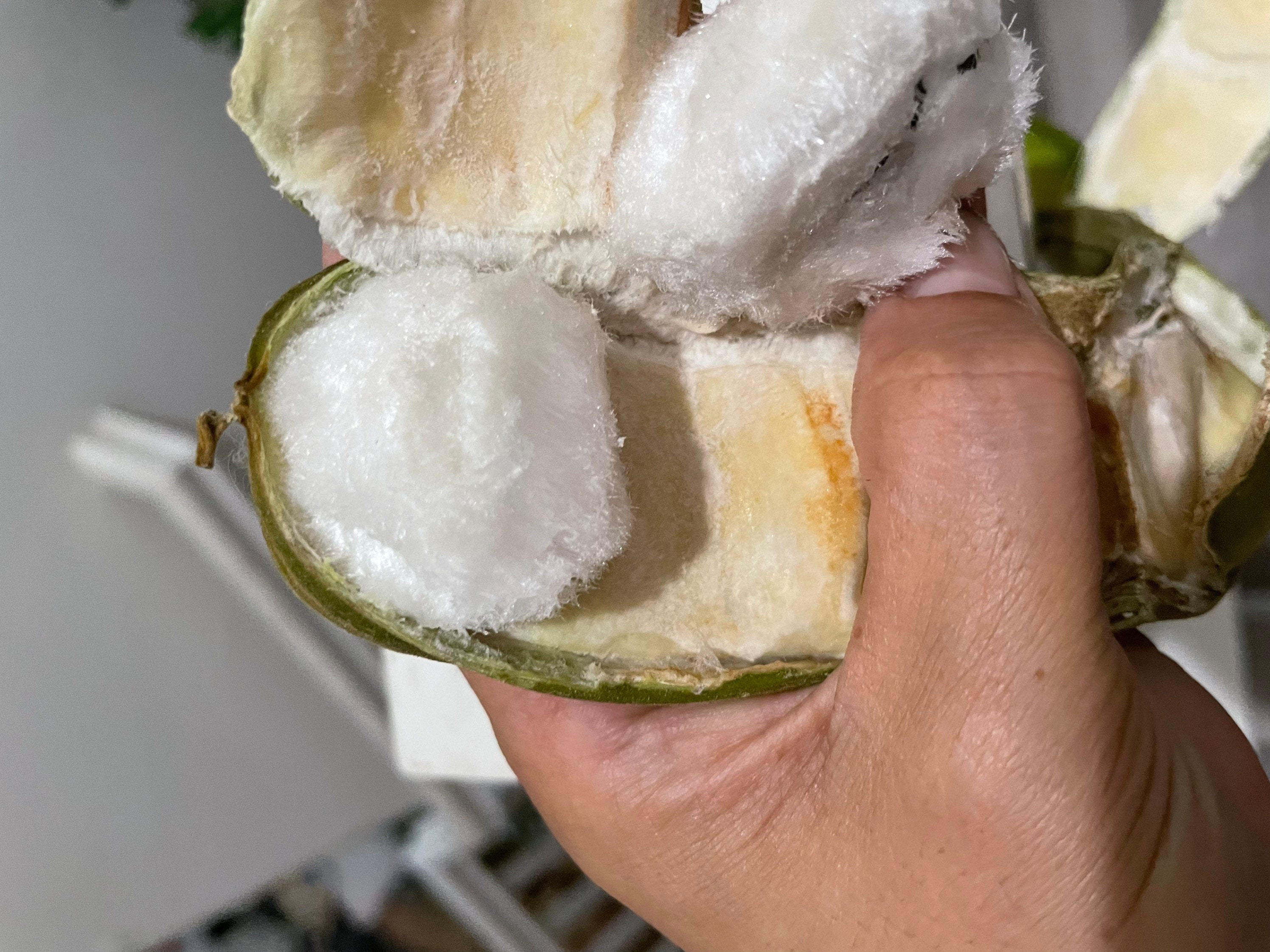 Ice Cream Bean Tree Seed Grown. Sweet Cotton Candy Like Etsy