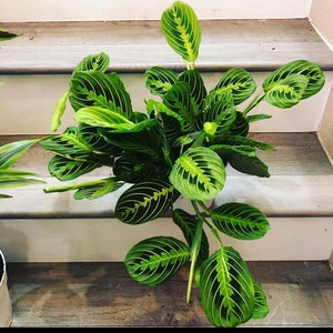 Large Green Lemon-lime Maranta Prayer Plant- Leuconeura  in  6 Inch Pot- Easy Care , Pet Friendly , Air Purifier