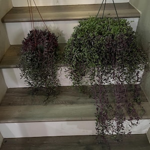 May include: Two hanging plants with trailing vines. The plant on the left has purple leaves and the plant on the right has green leaves with purple tips.