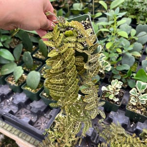 May include: A small green square pot filled with soil and a Fittonia plant. The plant has green leaves with a detailed white vein pattern. The plant is held by a person's hand, with other plants in the background.