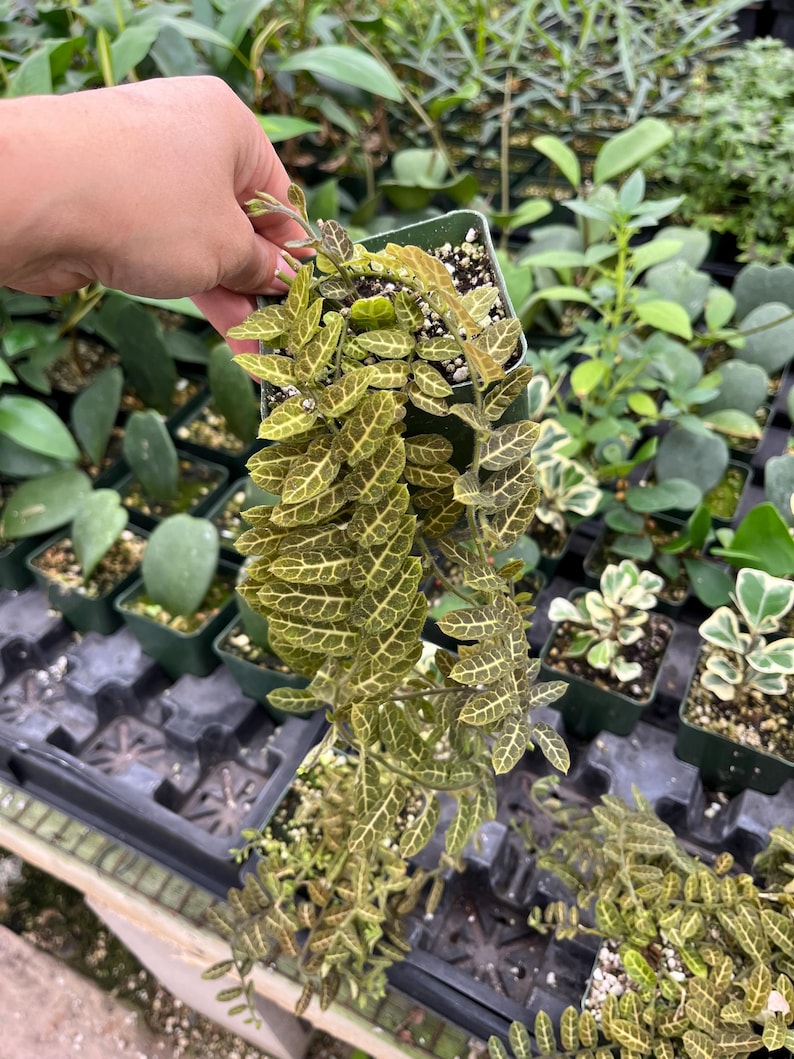 May include: A small green square pot filled with soil and a Fittonia plant. The plant has green leaves with a detailed white vein pattern. The plant is held by a person's hand, with other plants in the background.