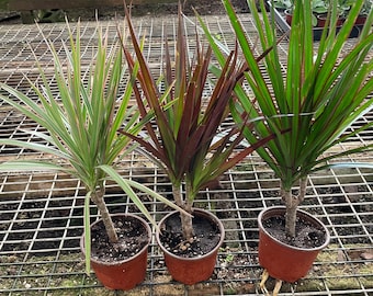 4 inch pot-bonsai tree form -Dracaena Marginata Colorama-air  purifier-easy care-similar to picture -3 options-easy care