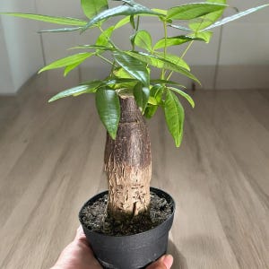 Money Tree Stump  in 4 inch pot Pachira Aquatica Money Tree - Good Luck Plant -Indoor office plant- Air purifier bonsai-similar not exact