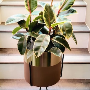 XL - 1-3 ft multiple size options  variegated -Tineke Rubber Plant - Ficus Elastica 'tineke’- high variegation - nice coloring large leaves.