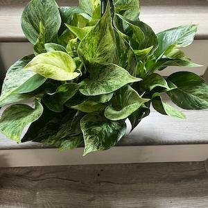 zz plant poisonous to cats Super Nova ZZ Plant – Lichtenfelt's main image 0