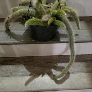 XXL-  Trailing 8 inch potted monkey tail -not exact plant - blooming size