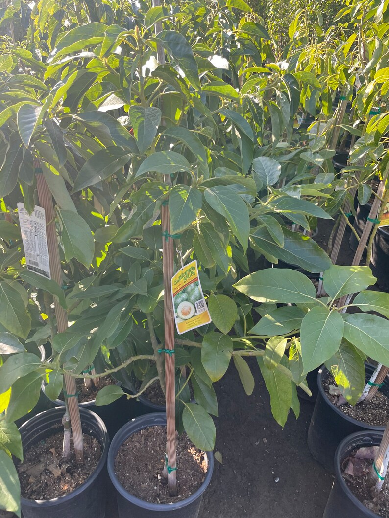 3 Gallon Bacon Avocado 3 Ft Tall. Not Exact Plantthis is Just a Sample