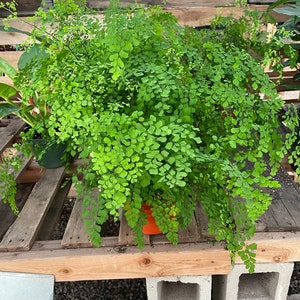 XXL -8 pot -maiden hair fern-similar to photo not exact- low light , loves water , pet friendly, air purifier