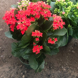 4 inch Live potted Red Kalanchoe blossfeldiana image 2