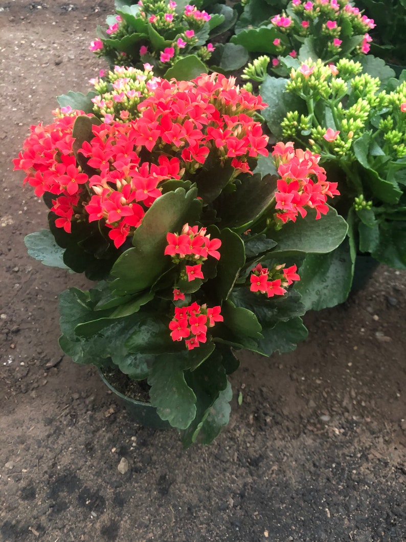4 inch Live potted Red Kalanchoe blossfeldiana 画像 2