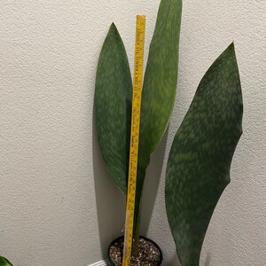 XXXL- 3-4ft Tall Snake Plant -air Purifier-sansevieria Masoniana Whale