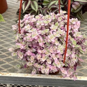 Large 6 inch pot live plant -Callisia repens &#39;Pink Panther&#39; | Rare Lavender Succulent-Like -Hard to Find this size