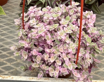 Large 6 inch pot live plant -Callisia repens 'Pink Panther' | Rare Lavender Succulent-Like -Hard to Find this size