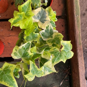 4 inch english yellow and white variegated ivy-hard to find live plant comes in growers pot-variegation can vary image 2