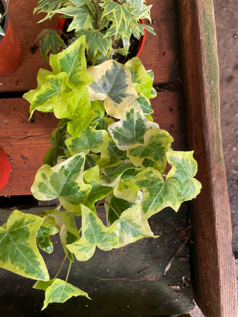 4 inch english yellow and white variegated ivy-hard to find live plant comes in growers pot-variegation can vary image 2