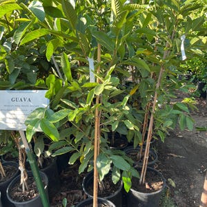 XL 3-4 ft strawberry guava-Fruiting size-juicy pulp-sweet-flavors like sweet strawberry-similar not exact plant - ships in growers pot