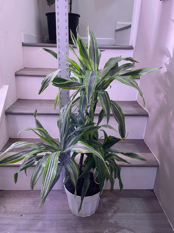 dracaena variegatus Dracaena sanderiana 'Variegata'