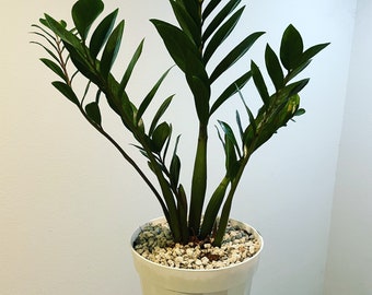 6 inch pot- Green ZZ -Zamioculcas zamiifolia)-easy care- air purifier-handles low light-similar not exact