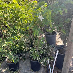 XL  -4 ft  tall  White Hong Kong orchid tree -blooming size- white butterfly shap blooms-Bauhinia blakeana