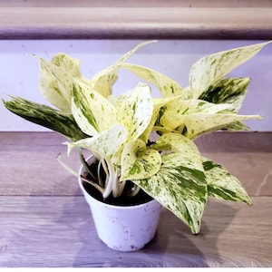 Pothos snow /marble queen - 4” Potted live plant-note variegation do vary from light to darker green.-Epipremnum Aureum-Marble-Variegated-