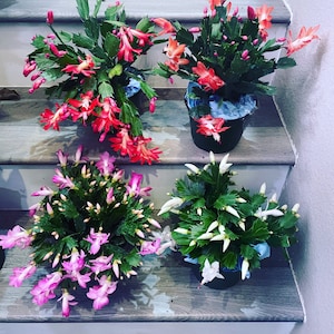 6 inch potted-Schlumbergera truncata thanksgiving cactus -salmon , pink , red, white