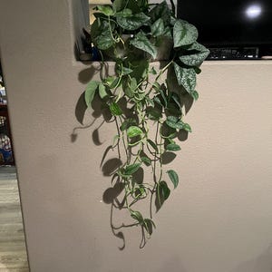 May include: A trailing houseplant with heart-shaped leaves featuring variegated patterns of dark green and silvery-grey. The plant is situated in a container on a ledge, with long, slender vines cascading down the wall, creating a natural display.