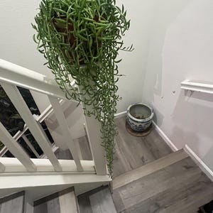 XXL -2-3ft   String of Fish Hooks  -Easy care succulents -large full-not exact plant similar