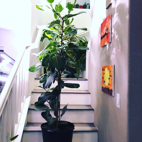 5ft - Ficus Audrey -Ships with out Growers Pot-Hard to find this size