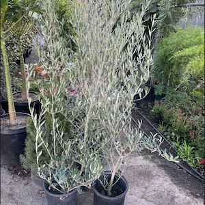 XXL-3-6ft  Fruitless olive with growers pot--Olea Europaea ‘ Wilsonii’-drought ready-Read description-not exact