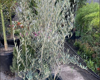 XXL-4ft Fruitless olive with growers pot--Olea Europaea ‘ Wilsonii’-drought ready-Read description-not exact