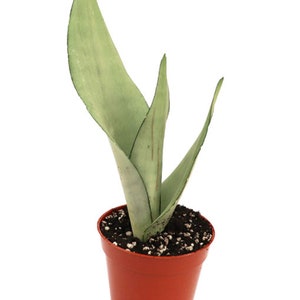 Large -Sansevieria Moonshine snake Plant in 4 inch pot