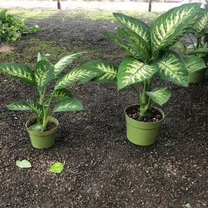 Xtra Large 1.5 to 2 ft - Deffenbaccia Tropical Snow  multiple size options - 1 plant per pot