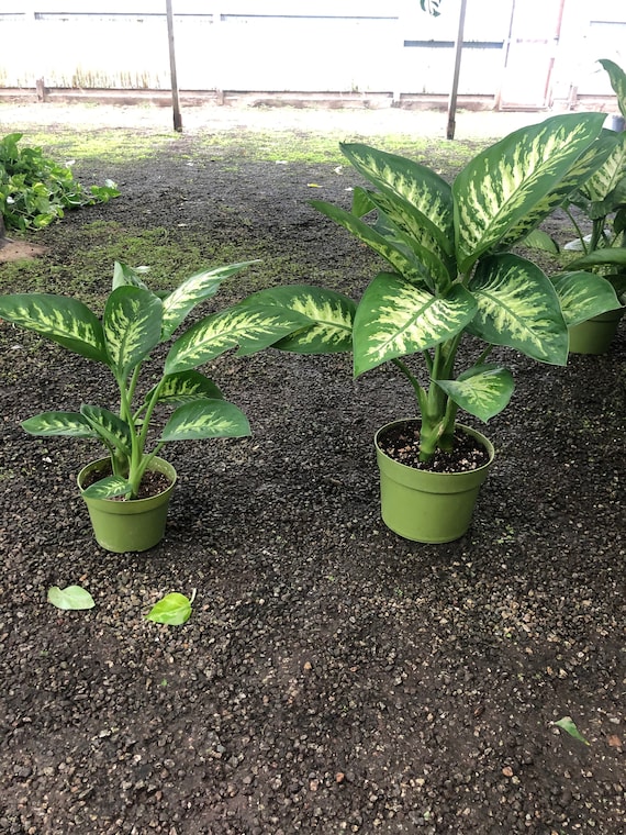 6 Inch Pot 1.5 to 2 Ft - Deffenbaccia Tropical Snow -1 Plant per