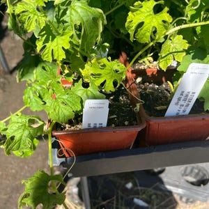May include: Potted plants with vibrant green, uniquely shaped leaves. The plants are in small, brown plastic containers, with white labels that read "NON GMO" and other text. The plants are on a metal shelf, with sunlight illuminating the leaves.