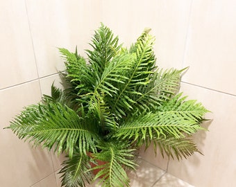 XXL  in 8 pot -Ostrich fern Outdoor Air Purifier-low light - bathroom plant- new release - hard to find - similar to photo
