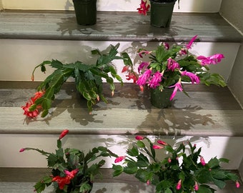 4 inch Holiday cactus cuttings Only - Multiple color options  -Make sure you know how to grow from CUTTINGS