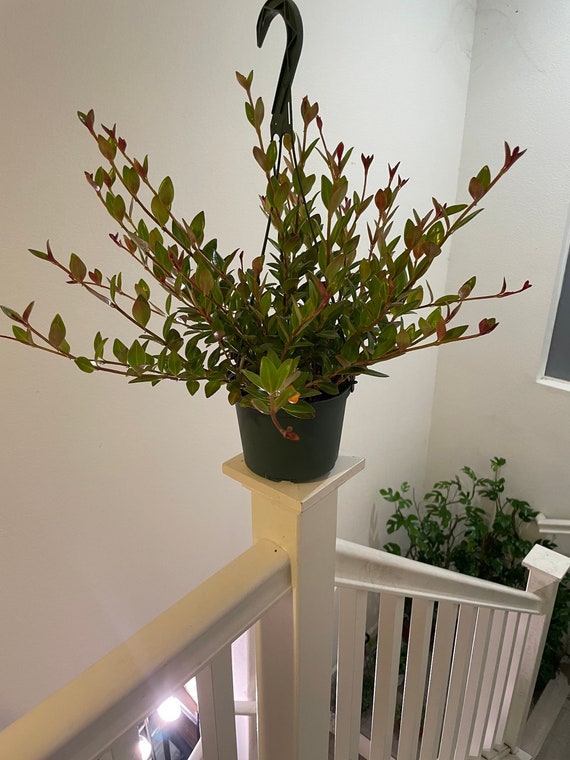 2-uy Elena Bushina porno