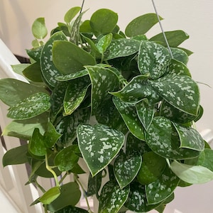 May include: A hanging plant with green leaves that have white speckles. The plant is in a white pot and is hanging from a white ceiling.